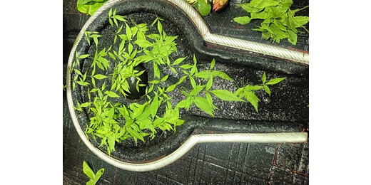 मासिक शिवरात्रि: कुंवारी कन्याओं और सुहागिनों के लिए पुण्यदायी व्रत, जानें पूजा विधि और योग